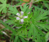 Geranium carolinianum thumbnail