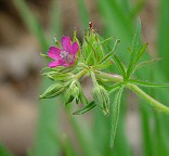 Geranium dissectum thumbnail