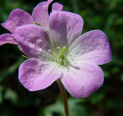 Geranium_maculatum_flower.jpg