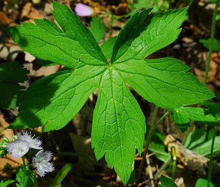 Geranium_maculatum_leaf1.jpg