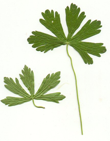 Geranium_maculatum_leaves.jpg