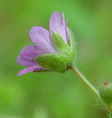 Geranium_molle_calyx.jpg