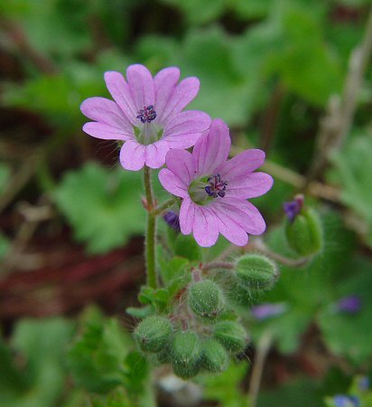 Geranium_molle_flowers.jpg