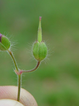 Geranium_molle_fruit.jpg