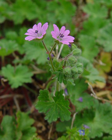 Geranium_molle_inflorescence.jpg