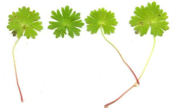 Geranium_molle_leaves.jpg