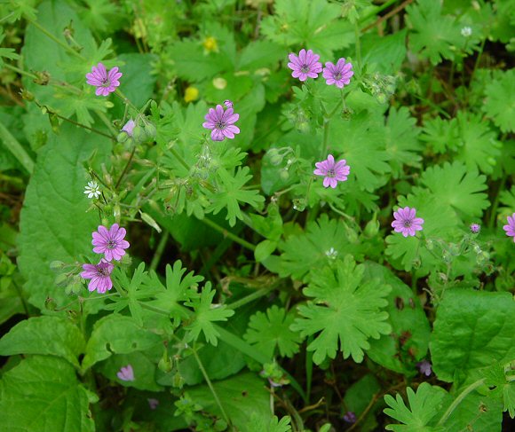 Geranium_molle_plant.jpg