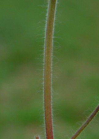 Geranium_molle_stem.jpg