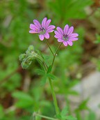 Geranium molle thumbnail