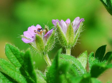 Geranium_pusillum_calyces.jpg