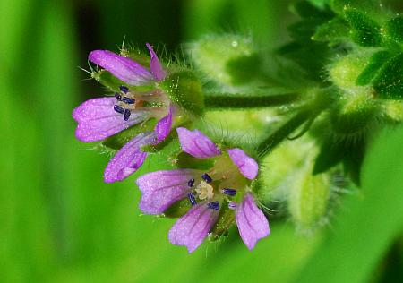 Geranium_pusillum_flower.jpg