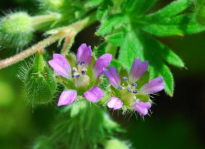 Geranium_pusillum_flower2.jpg