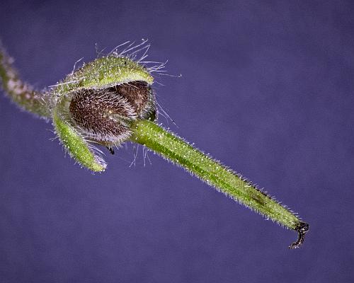 Geranium_pusillum_fruit.jpg