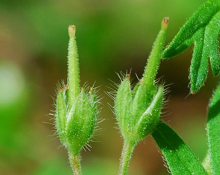 Geranium_pusillum_fruits.jpg