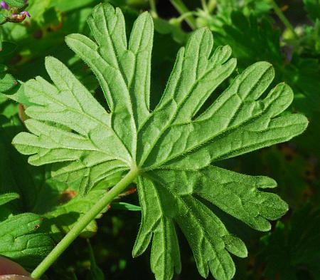 Geranium_pusillum_leaf.jpg