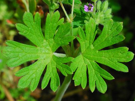 Geranium_pusillum_leaves2.jpg