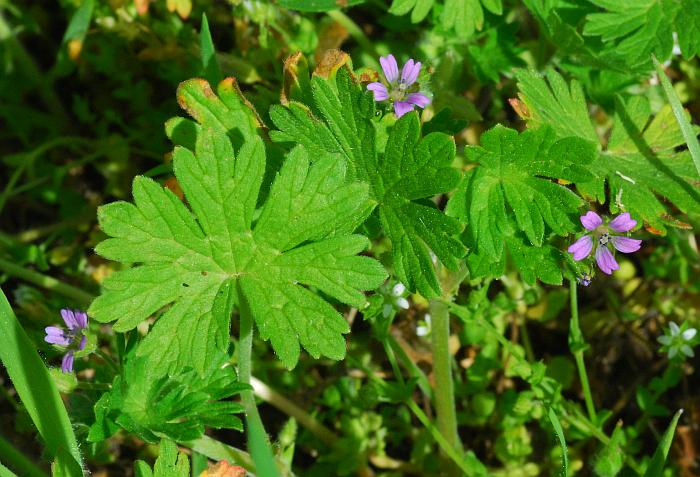 Geranium_pusillum_plant.jpg