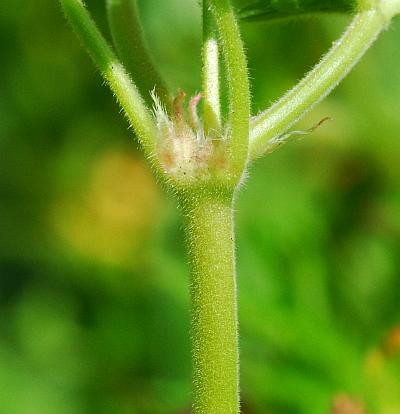 Geranium_pusillum_stem.jpg