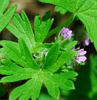 Geranium pusillum thumbnail