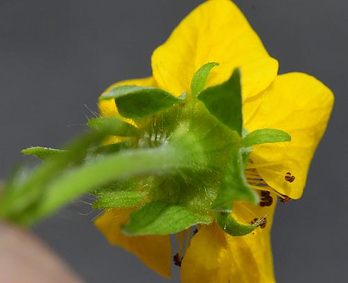 Geum_aleppicum_bractlets.jpg