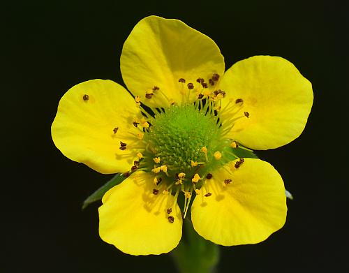 Geum_aleppicum_corolla.jpg