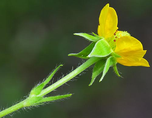 Geum_aleppicum_flower1.jpg