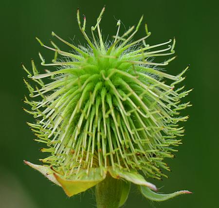 Geum_aleppicum_fruits1.jpg