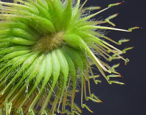 Geum_aleppicum_fruits2.jpg