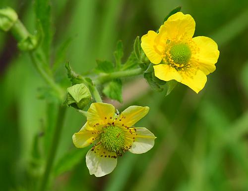 Geum_aleppicum_inflorescence.jpg