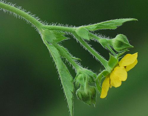 Geum_aleppicum_inflorescence2.jpg