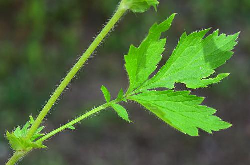 Geum_aleppicum_leaf1.jpg