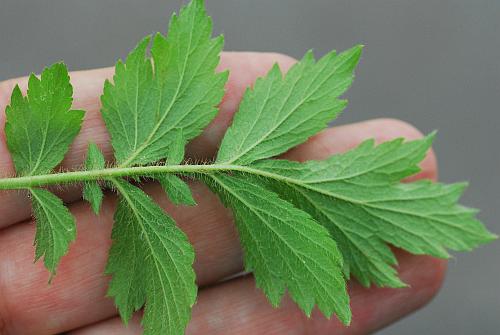 Geum_aleppicum_leaf2.jpg