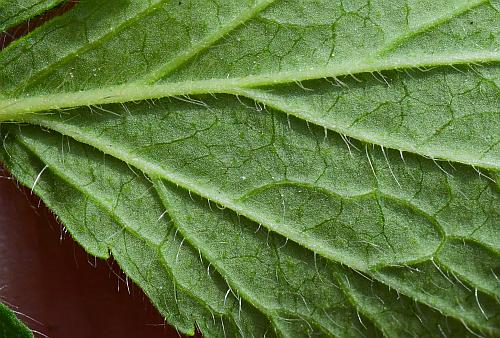 Geum_aleppicum_leaf2a.jpg