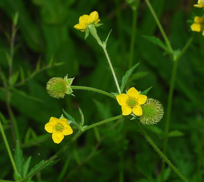 Geum_aleppicum_plant.jpg