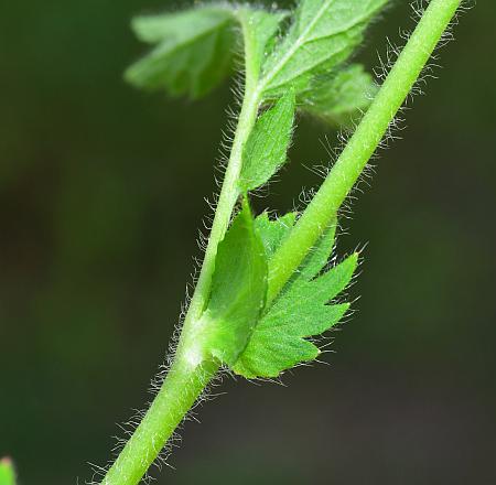 Geum_aleppicum_stem1.jpg