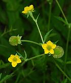 Geum aleppicum thumbnail