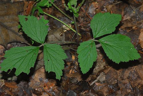 Geum_canadense_basals.jpg