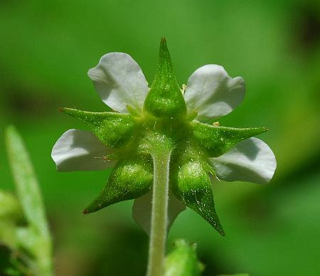 Geum_canadense_calyx.jpg