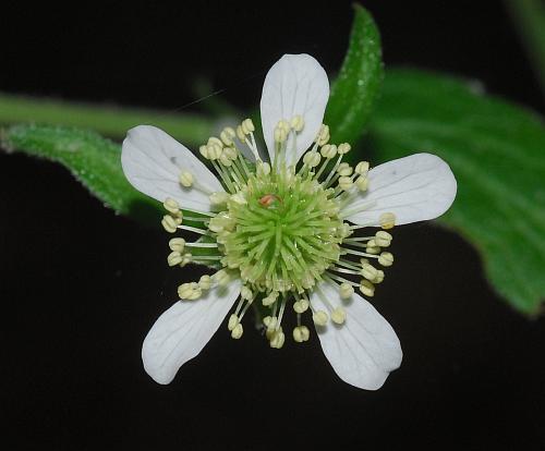 Geum_canadense_corolla.jpg