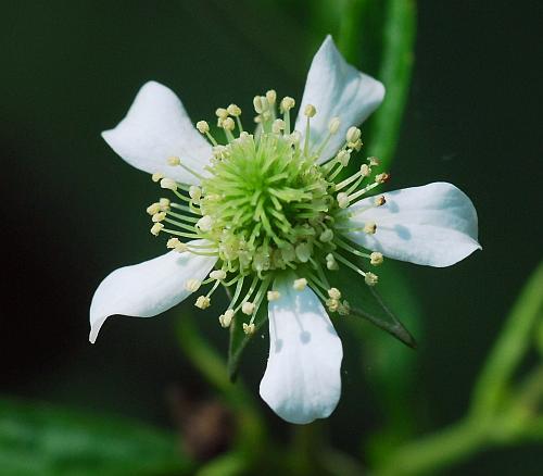 Geum_canadense_flower.jpg