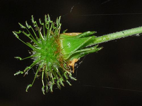 Geum_canadense_fruit.jpg