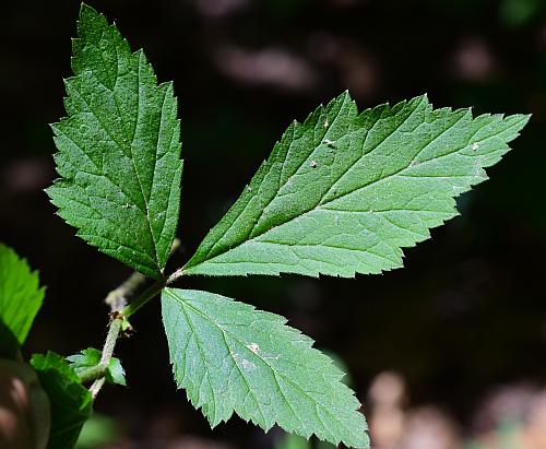 Geum_canadense_leaf1.jpg