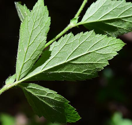 Geum_canadense_leaf2.jpg