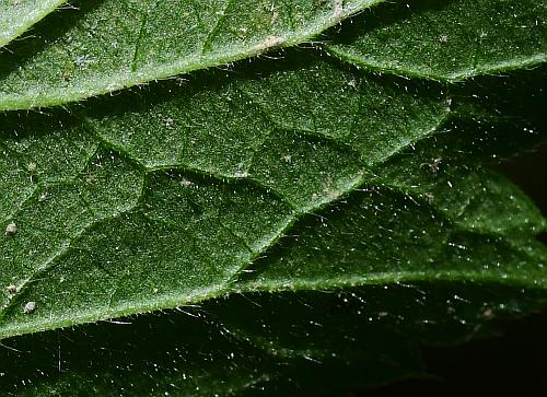 Geum_canadense_leaf2a.jpg