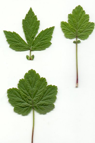 Geum_canadense_leaves.jpg