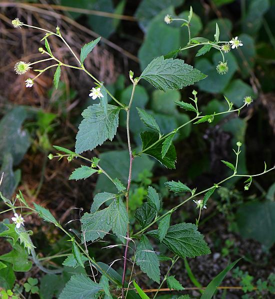 Geum_canadense_plant.jpg