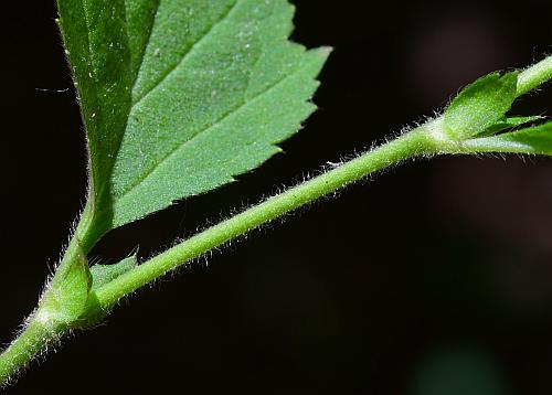 Geum_canadense_stem.jpg