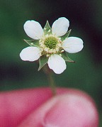 Geum canadense thumbnail