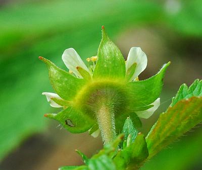 Geum_laciniatum_calyx.jpg