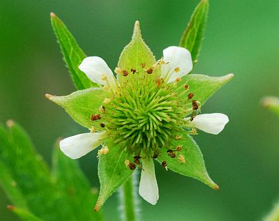 Geum_laciniatum_flower.jpg